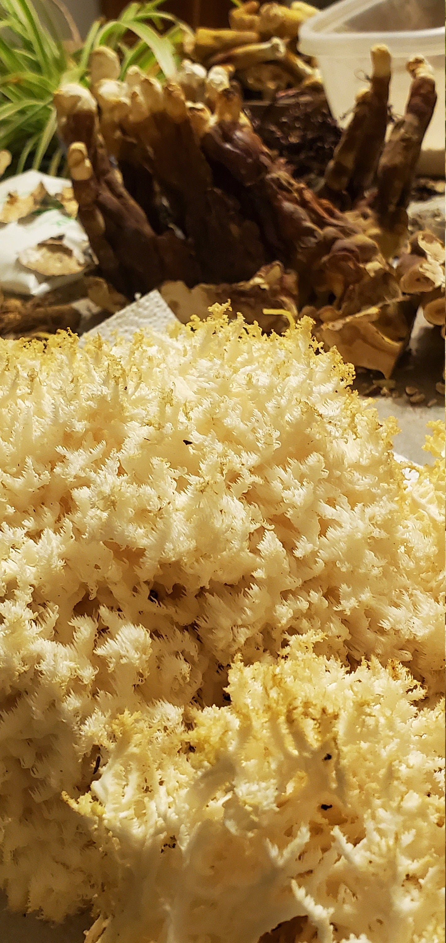 Lions Mane, Wild Harvested (Hericium erinaceus americanum) - Dried Powder