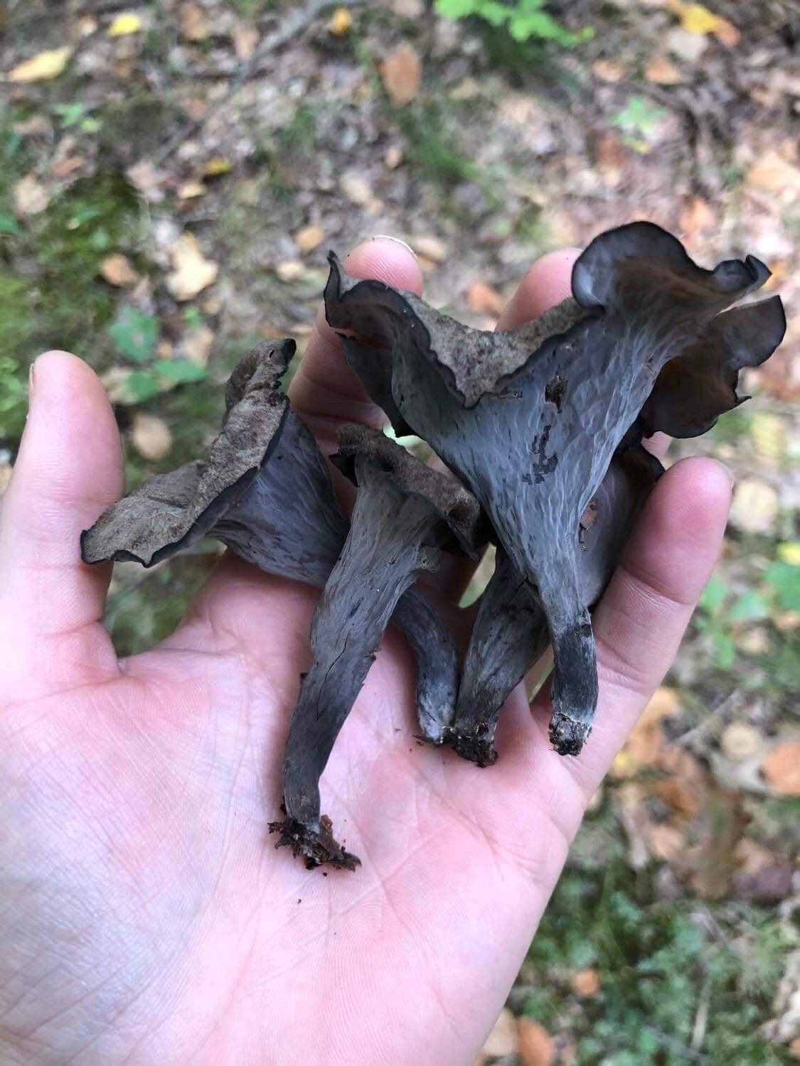 Black Trumpet, Wild Harvested (Craterellus cornucopioides) - Dried Whole