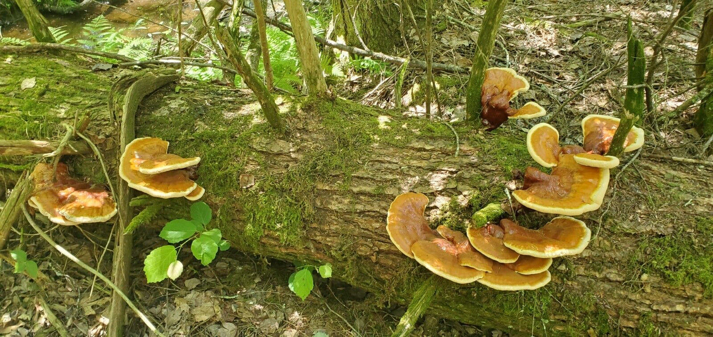 Reishi Mushroom (Ganoderma tsugae), Wild Harvested - Dried Whole ling zhi