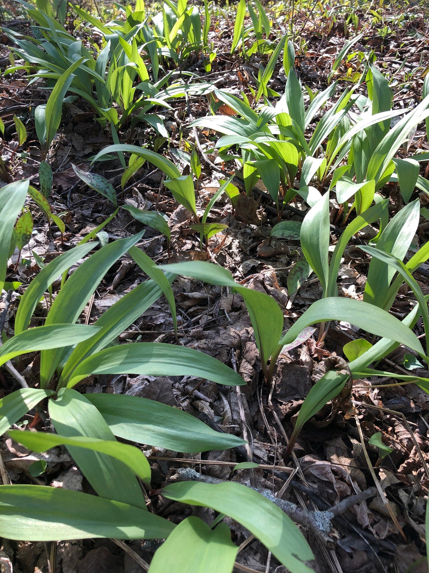 1lb Fresh Ethically and Sustainably (corm/roots removed/transplanted) Ramp BULBS ONLY Pickle your own! Allium Tricoccum