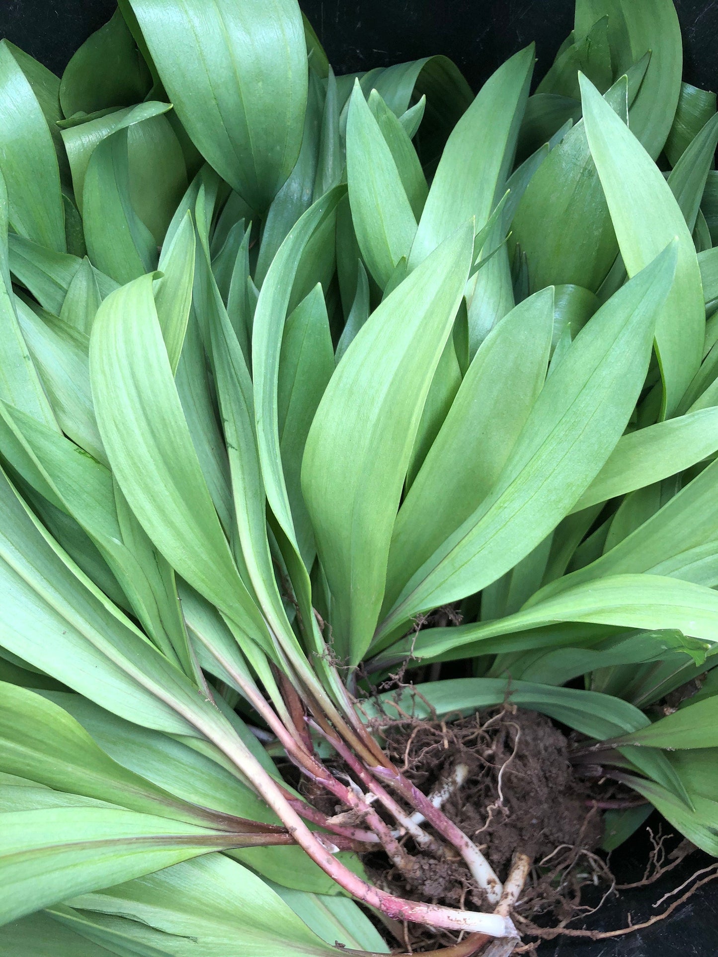 1lb Fresh Ethically and Sustainably (corm/roots removed/transplanted) Ramp BULBS ONLY Pickle your own! Allium Tricoccum