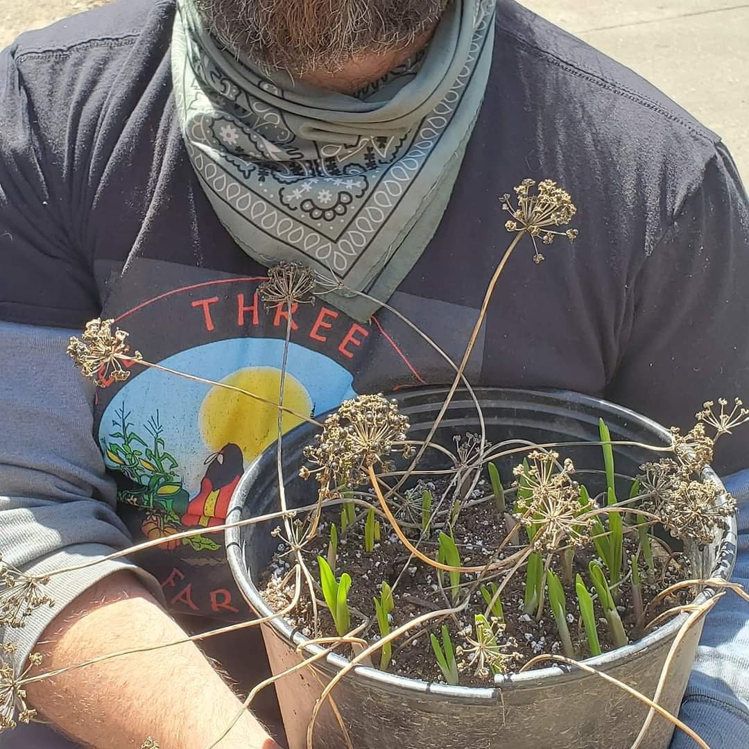 1lb Fresh Ethically and Sustainably (corm/roots removed/transplanted) Ramp BULBS ONLY Pickle your own! Allium Tricoccum