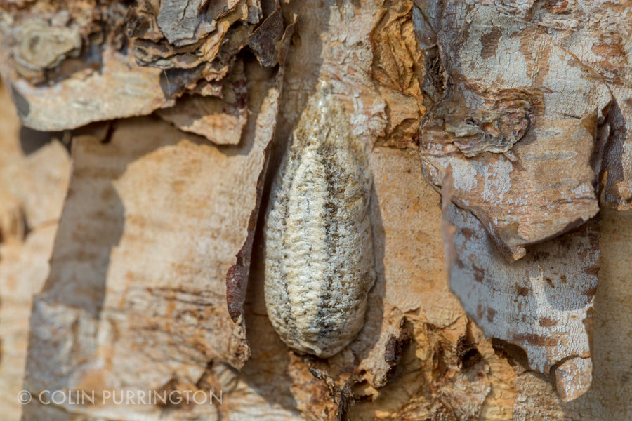 European Praying Mantis Ooths Eggs