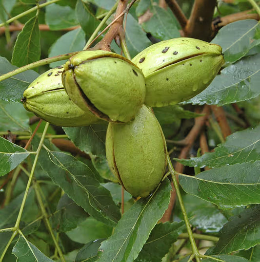 Northern Hardy Pecan trees root innoculated w Pecan Truffle (Tuber lyonii) Grow your own truffles