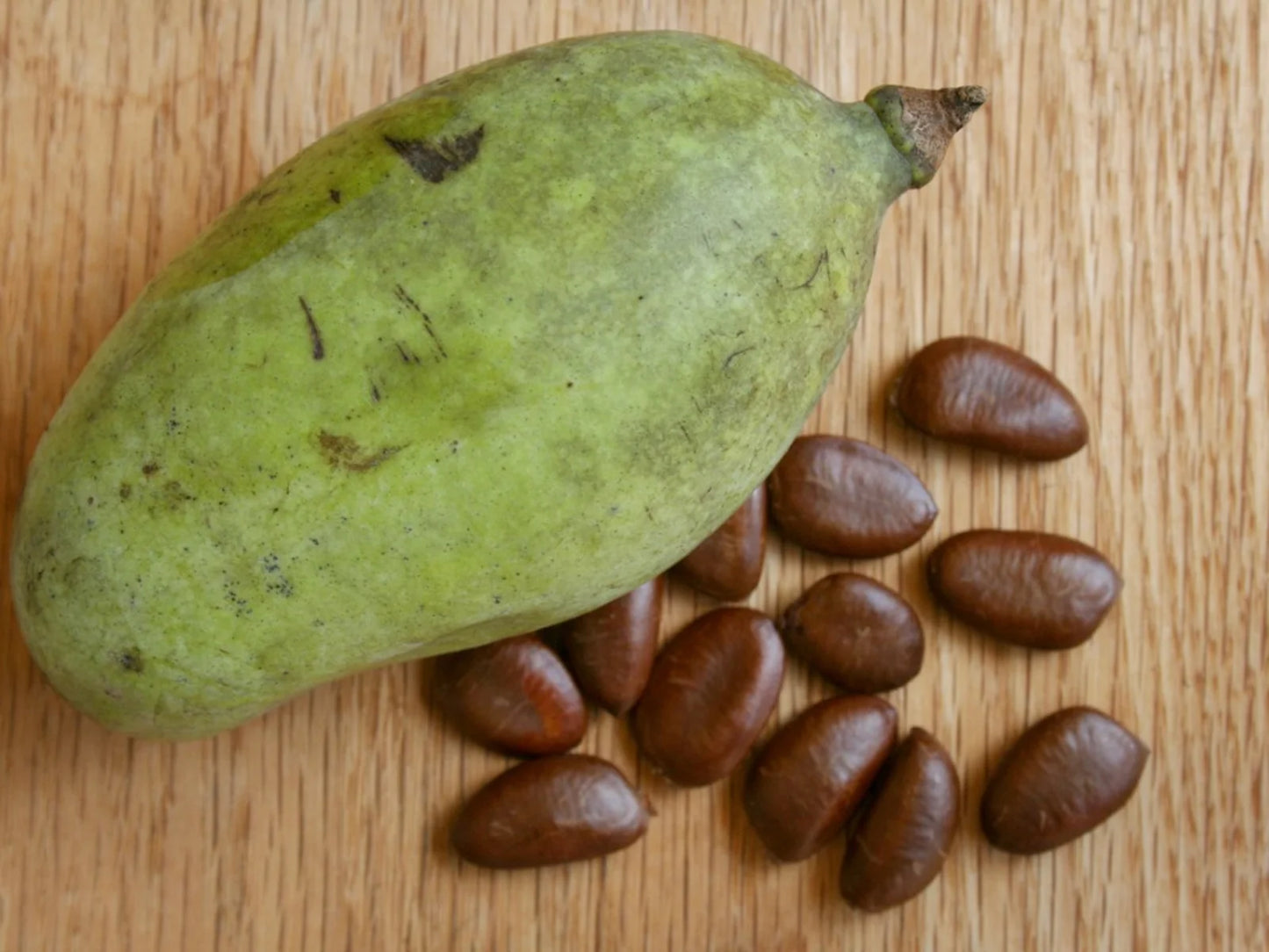 Northeastern native Pawpaw Seeds and cultivars