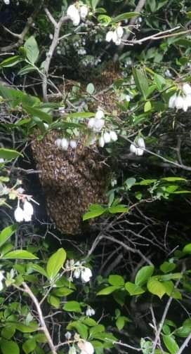 Blueberry Forest Wildflower Honey