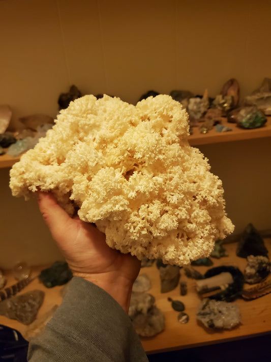 Coral Tooth Lion's Mane (Hericium coralloides), Dried Whole