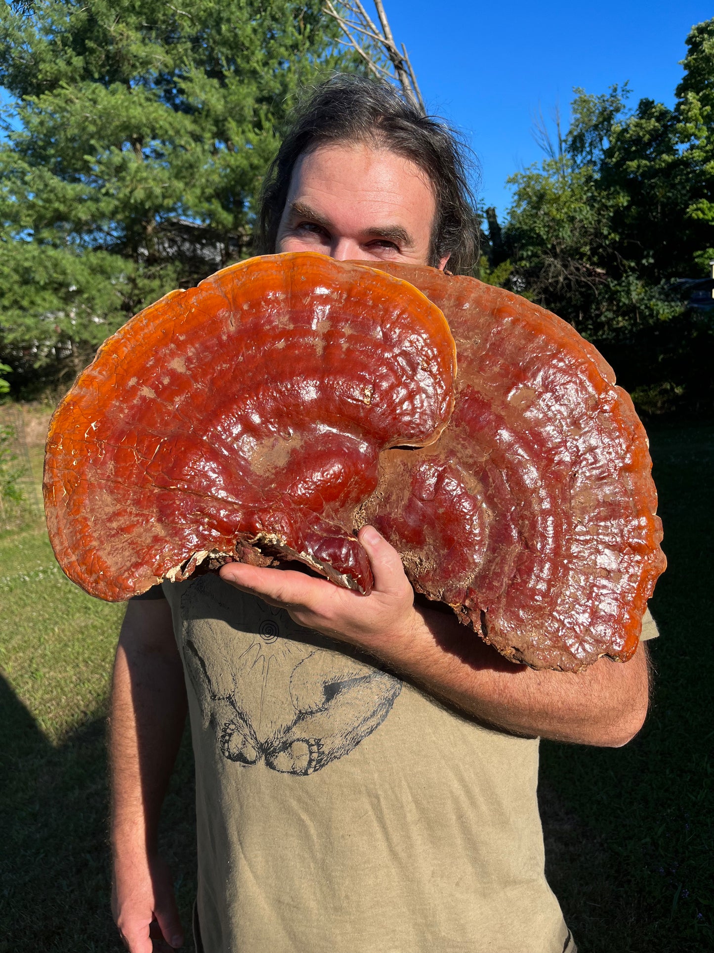 Reishi Mushroom (Ganoderma tsugae), Wild Harvested - Dried Whole