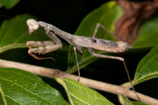 Native Carolinian Praying Mantis Eggs