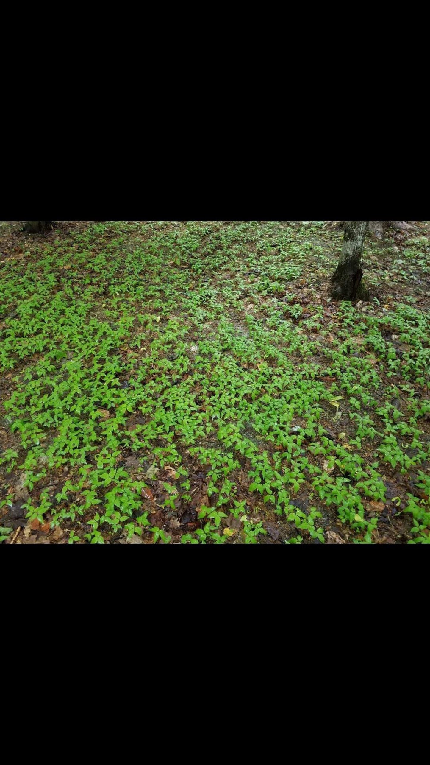 American Ginseng Seed (Panax quinquefolia)  fall/spring seeding