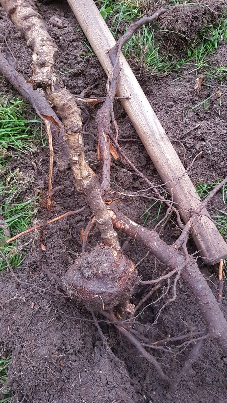 Japanese Knotweed Root, Wild Harvested - Whole Root