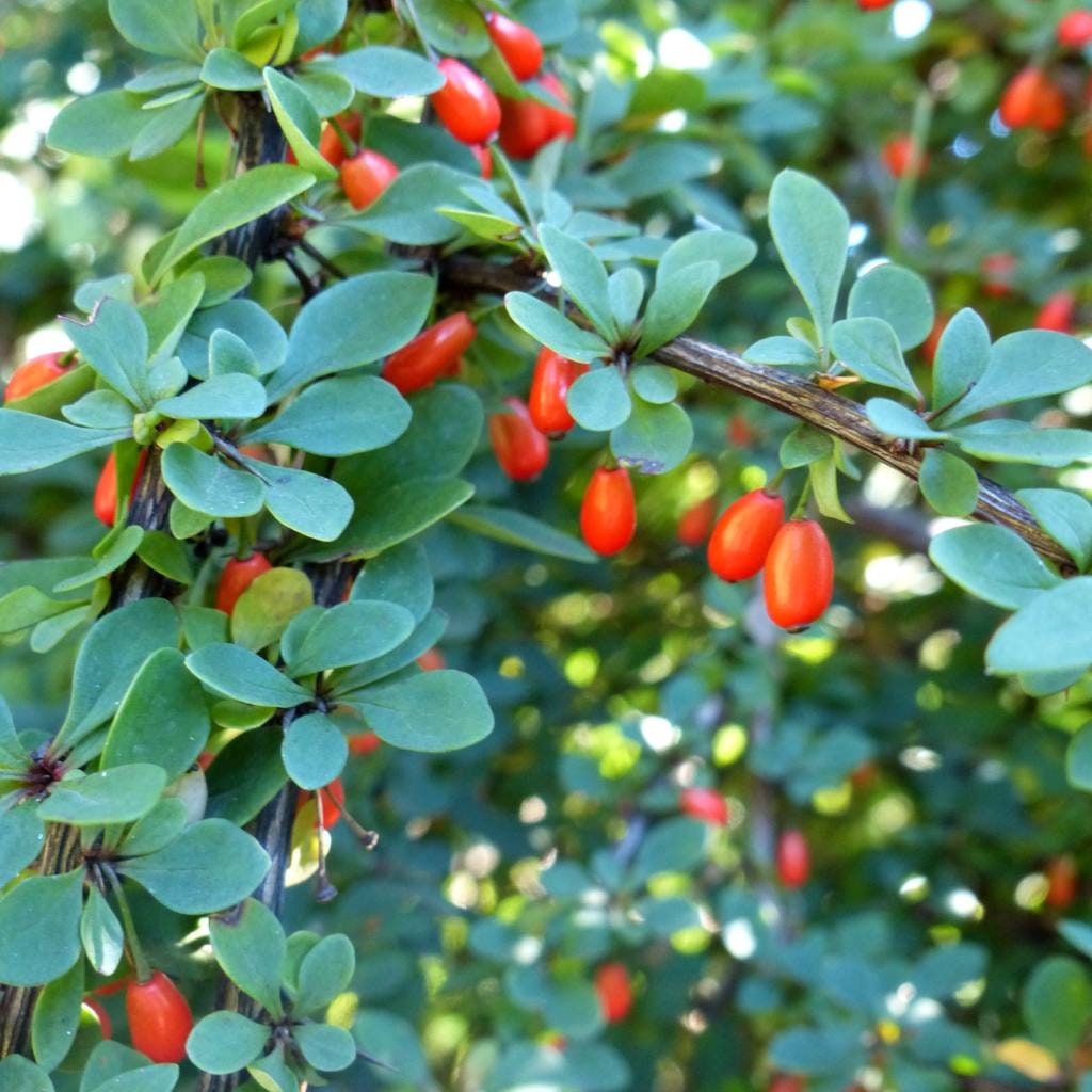 Barberry Root (Berberis vulgaris), Wild Harvested - Cut & Sifted