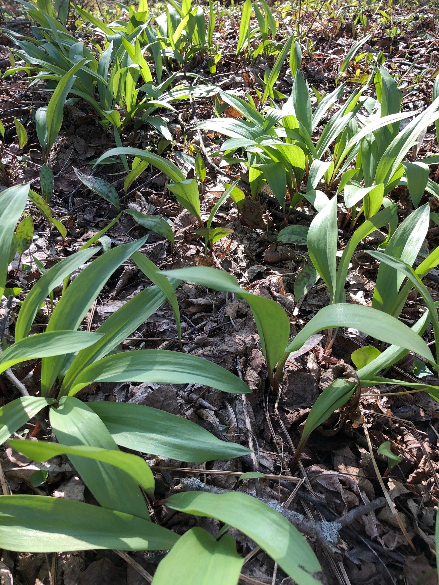 Ramp Bulbs (Allium tricoccum), Ethically and Sustainably Harvested