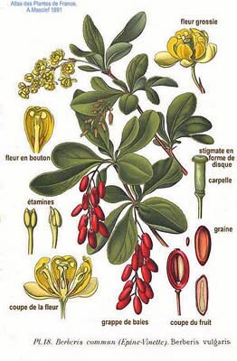 Barberry Root (Berberis vulgaris), Wild Harvested - Cut & Sifted