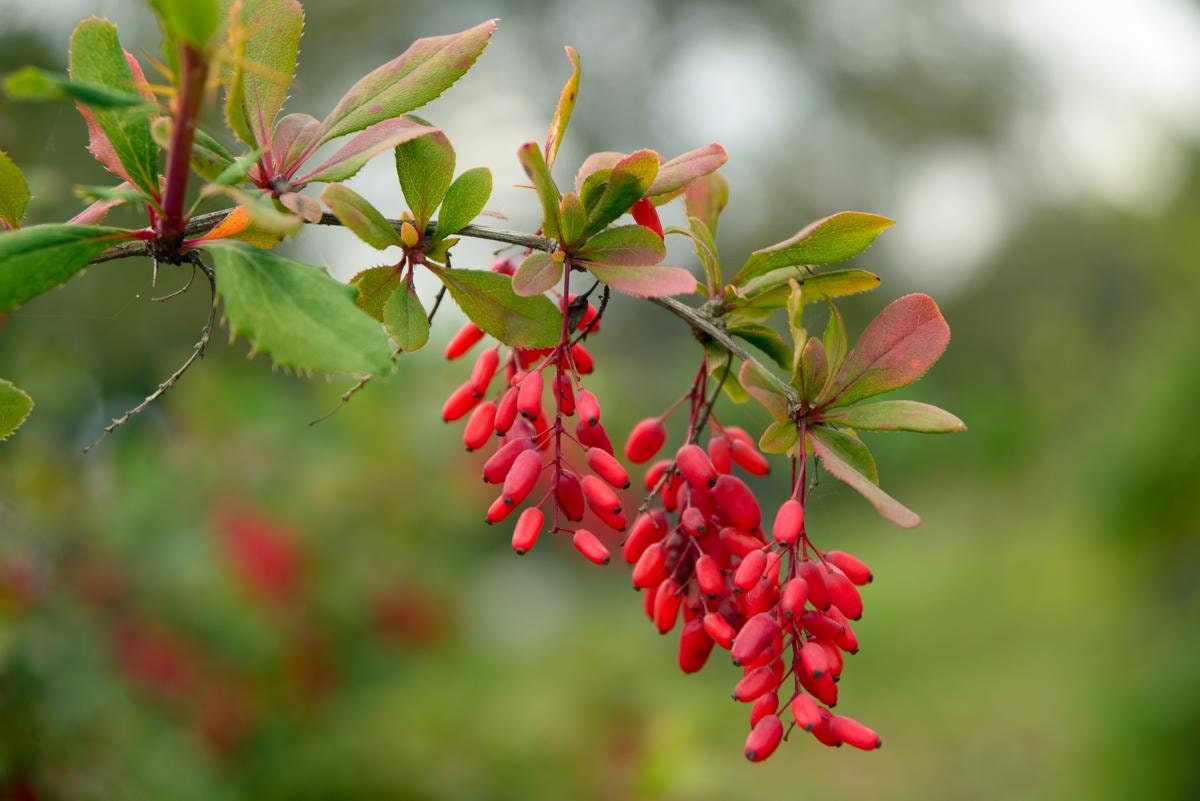 Barberry Root (Berberis vulgaris), Wild Harvested - Cut & Sifted