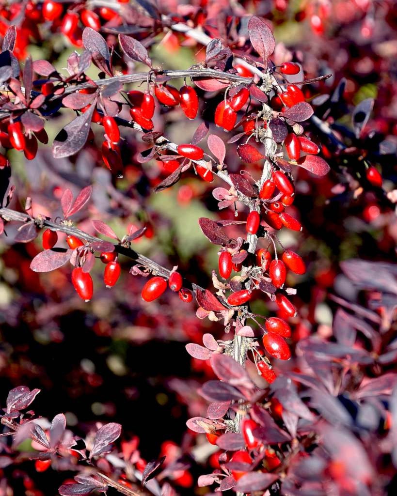 Barberry Root (Berberis vulgaris), Wild Harvested - Cut & Sifted