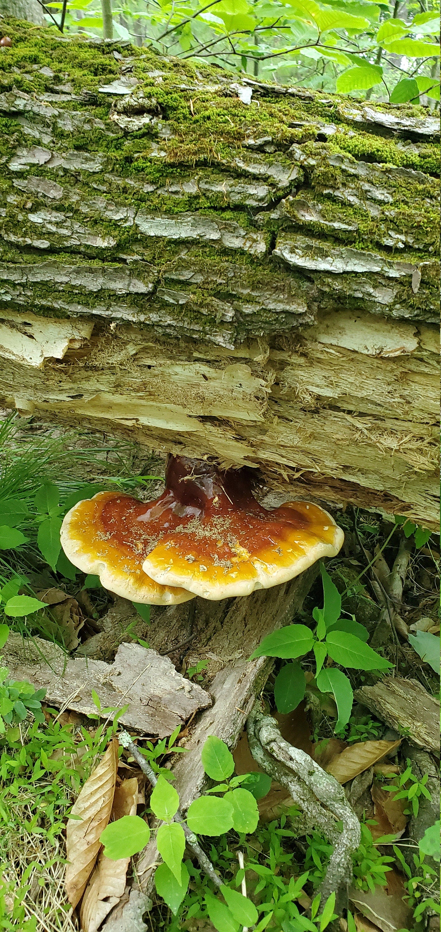 Reishi Mushroom (Ganoderma tsugae and lucidum), Wild Harvested - Dry Sliced