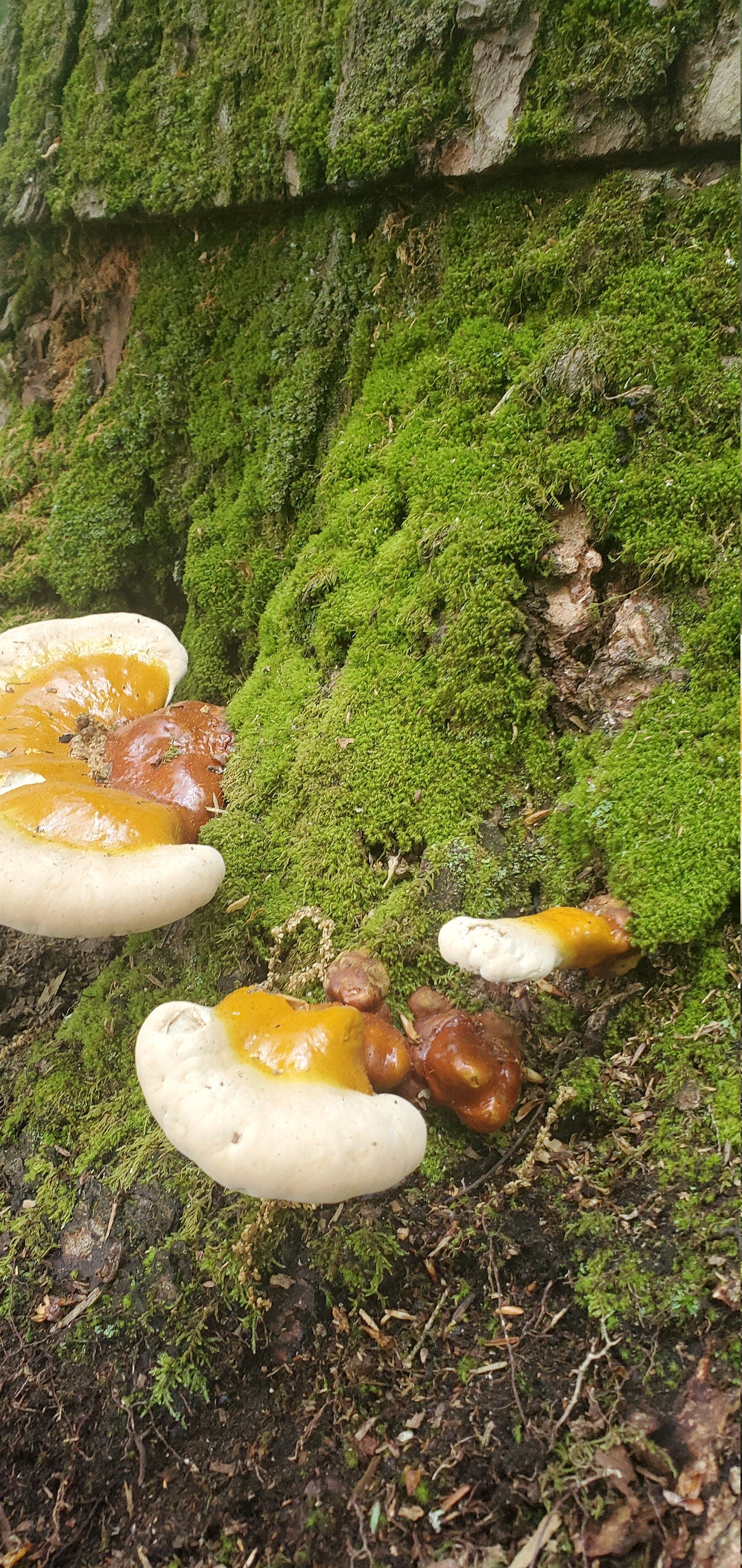 Reishi Mushroom (Ganoderma tsugae and lucidum), Wild Harvested - Dry Sliced