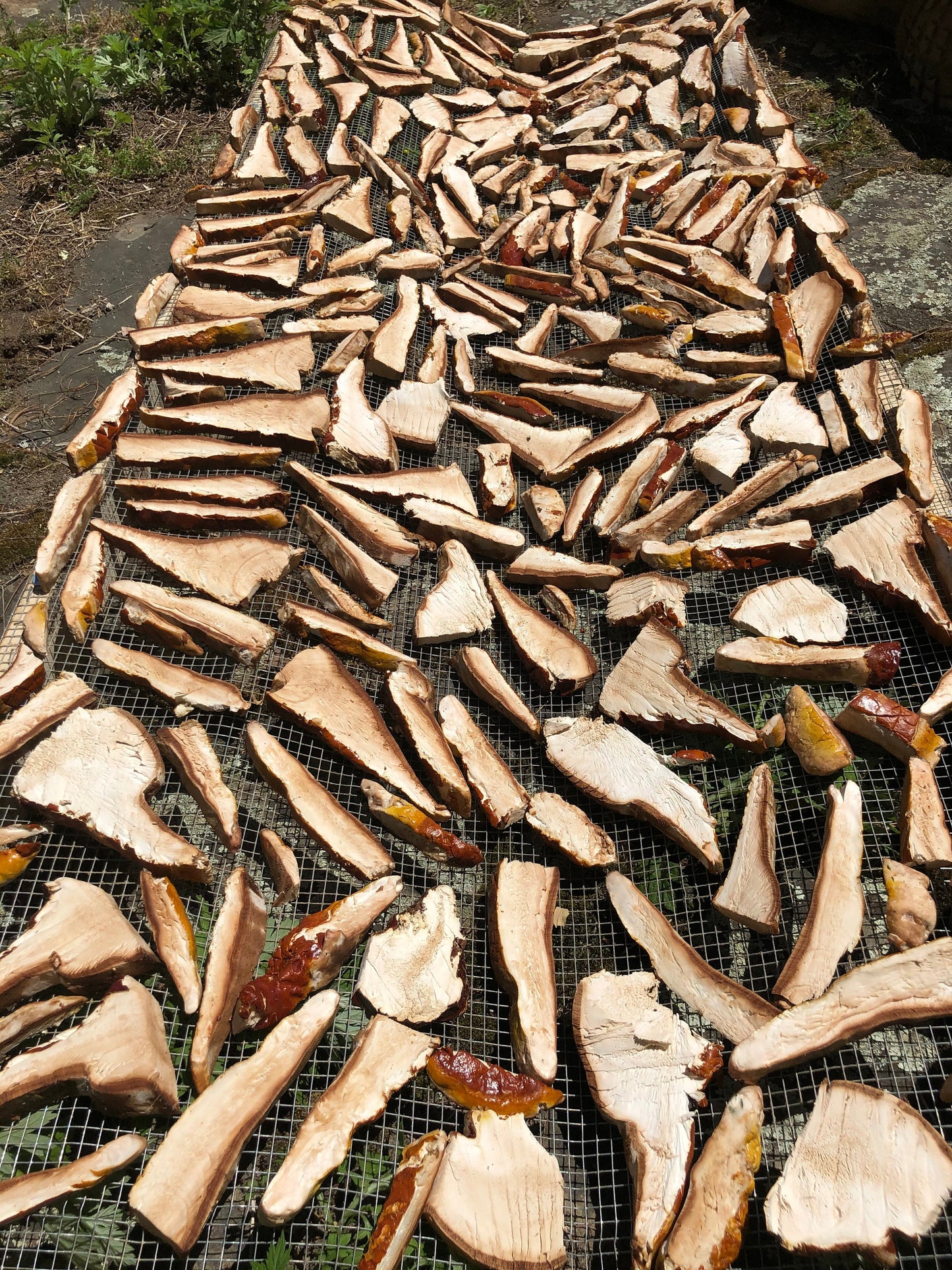 Reishi Mushroom (Ganoderma tsugae and lucidum), Wild Harvested - Dry Sliced