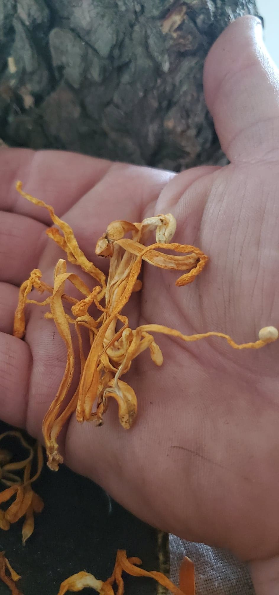 Cordyceps Mushroom (Cordyceps militaris) - Dried Whole