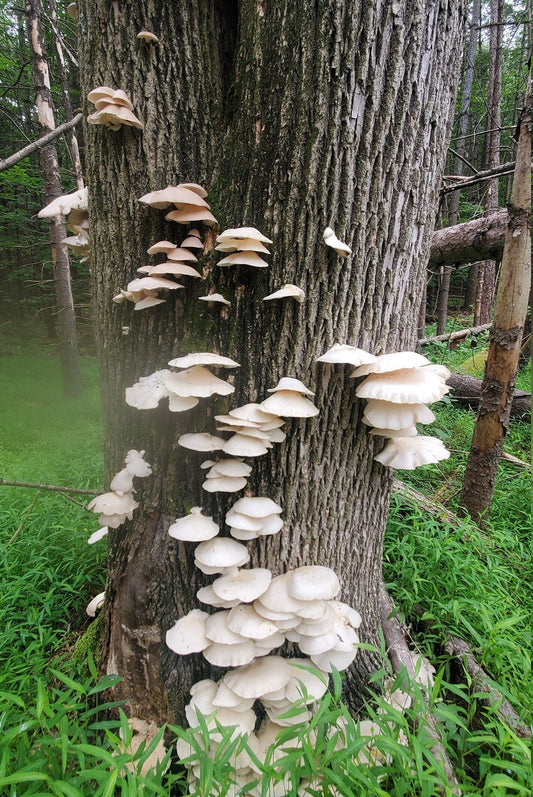 Oyster Mushroom (Pleurotus ostreatus), Wild Harvested  - Dried Whole