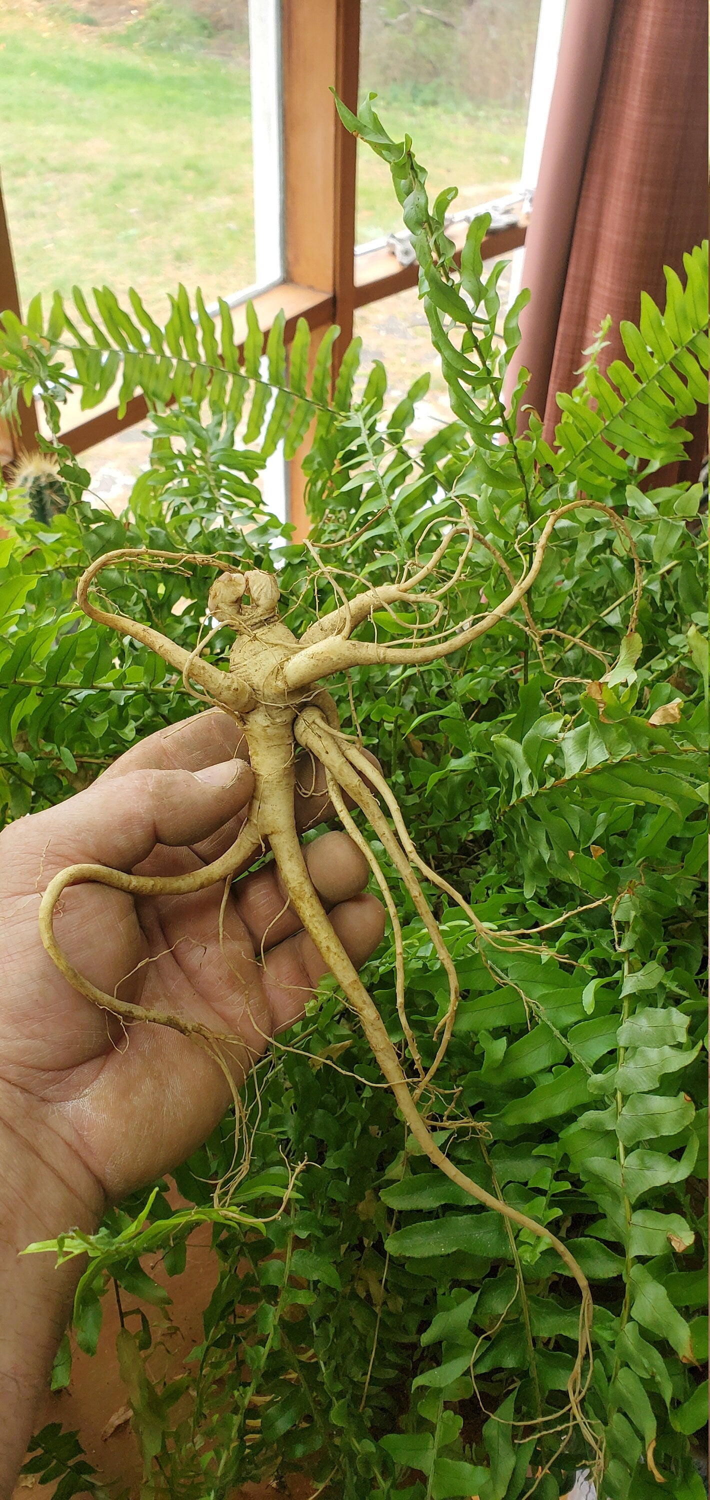 PREORDER FOR FALL! American Ginseng Roots (Panax quinquefolia), Dormant 3-5yr