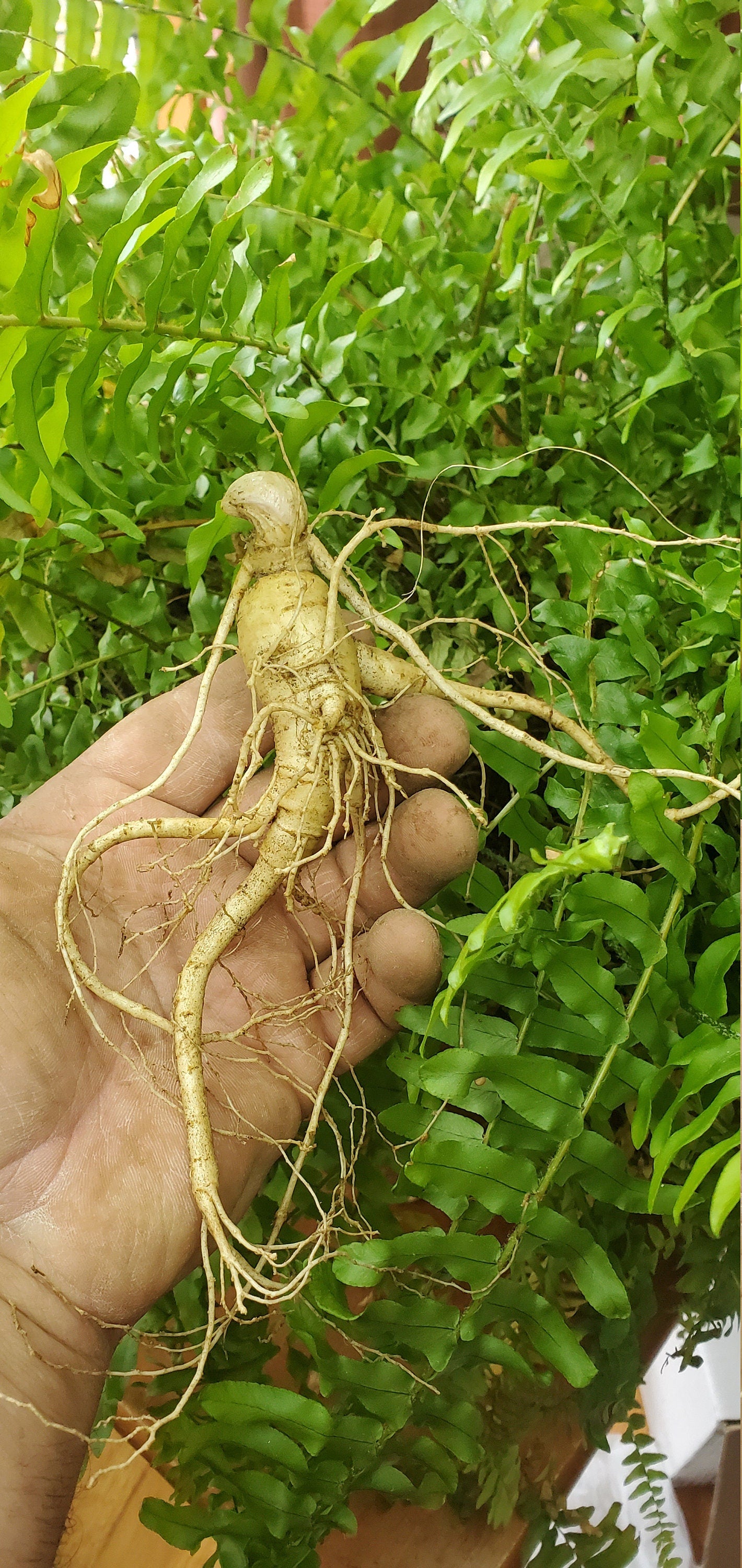 PREORDER FOR FALL! American Ginseng Roots (Panax quinquefolia), Dormant 3-5yr