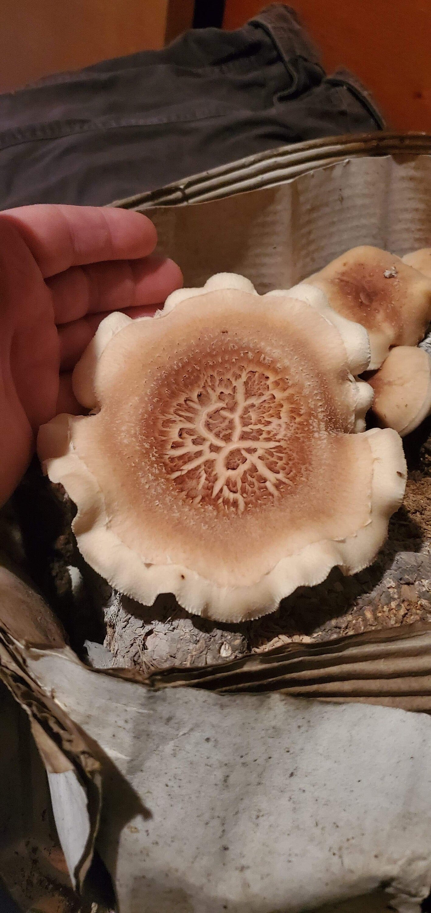 Shiitake Mushroom (Lentinula edodes) - Dried Whole