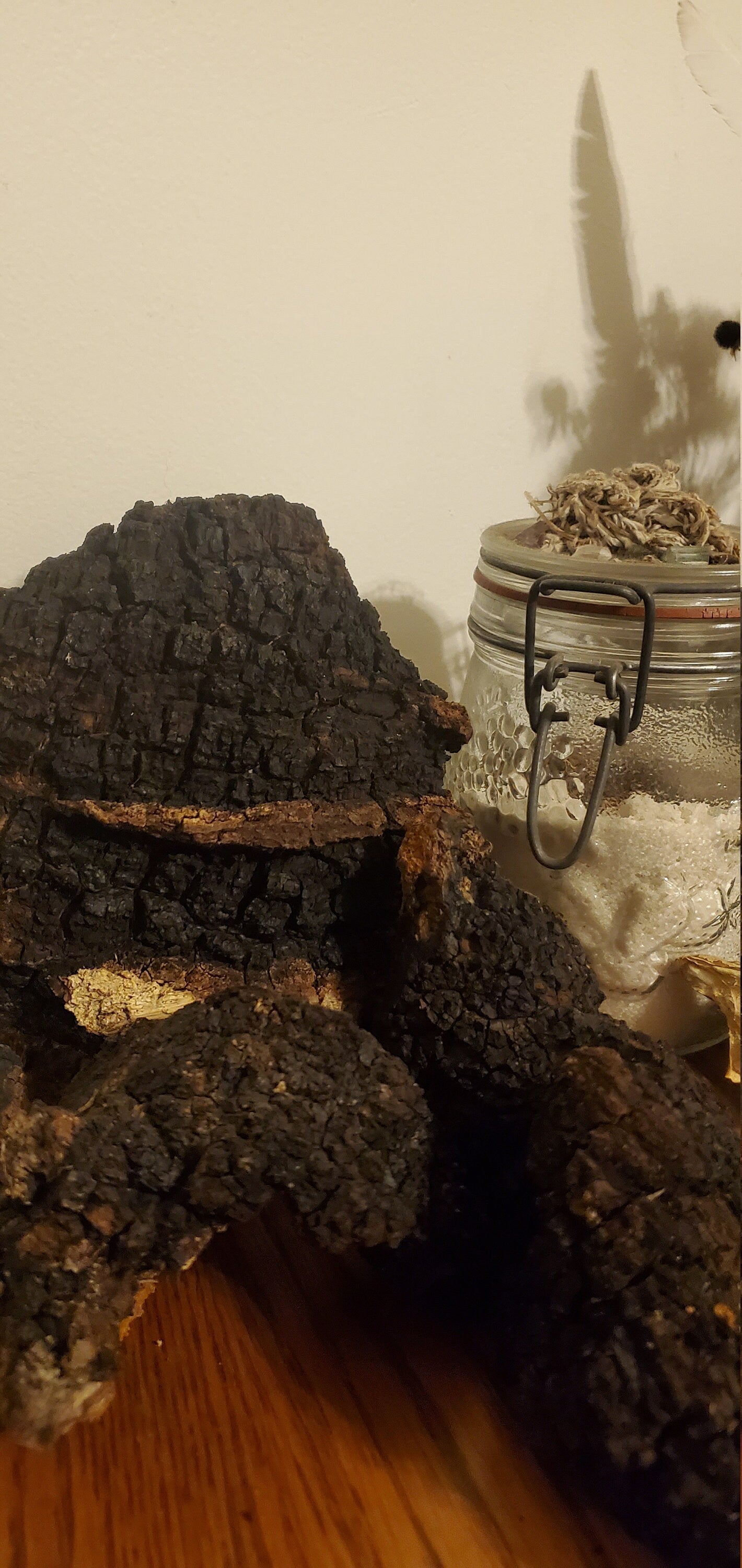 Chaga, Wild Harvested (Inonotus obliquus) - Dried Nibs