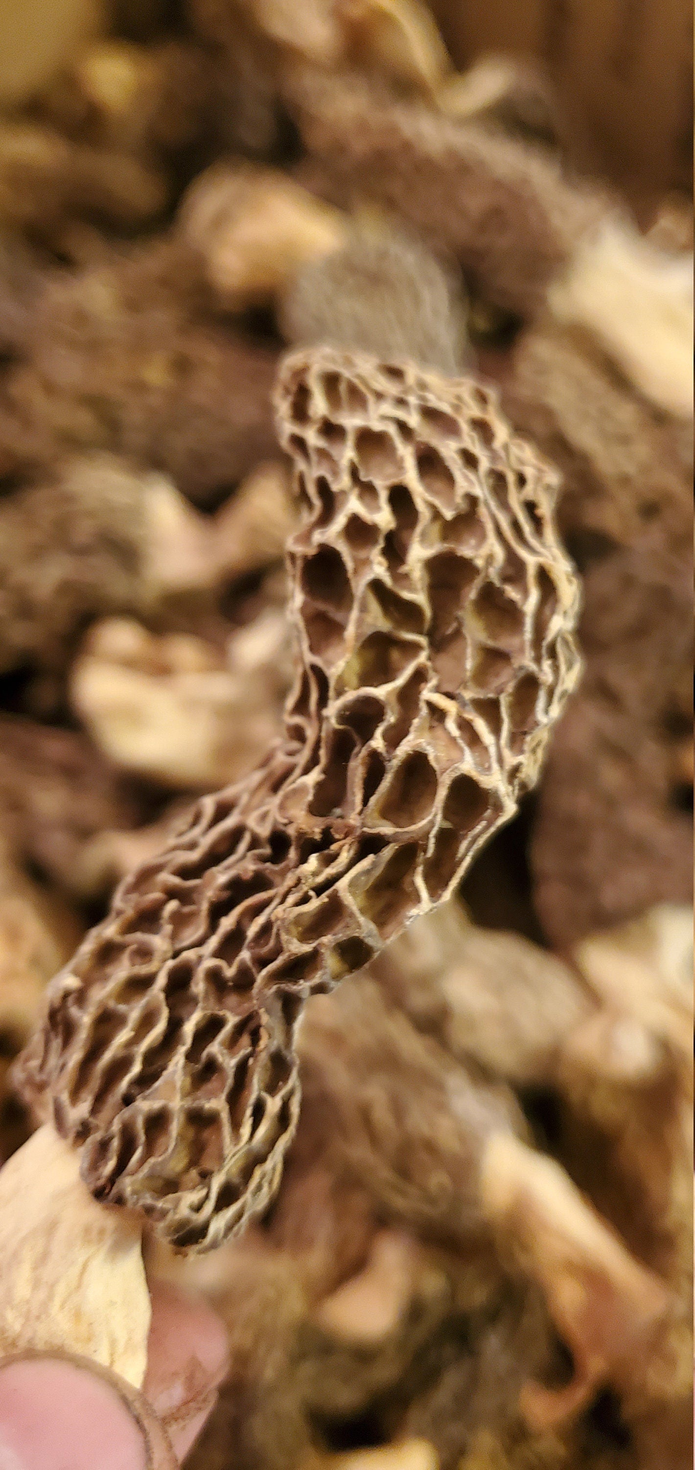 Morel Mushrooms, Wild Harvested (Morchella) - Dried Whole