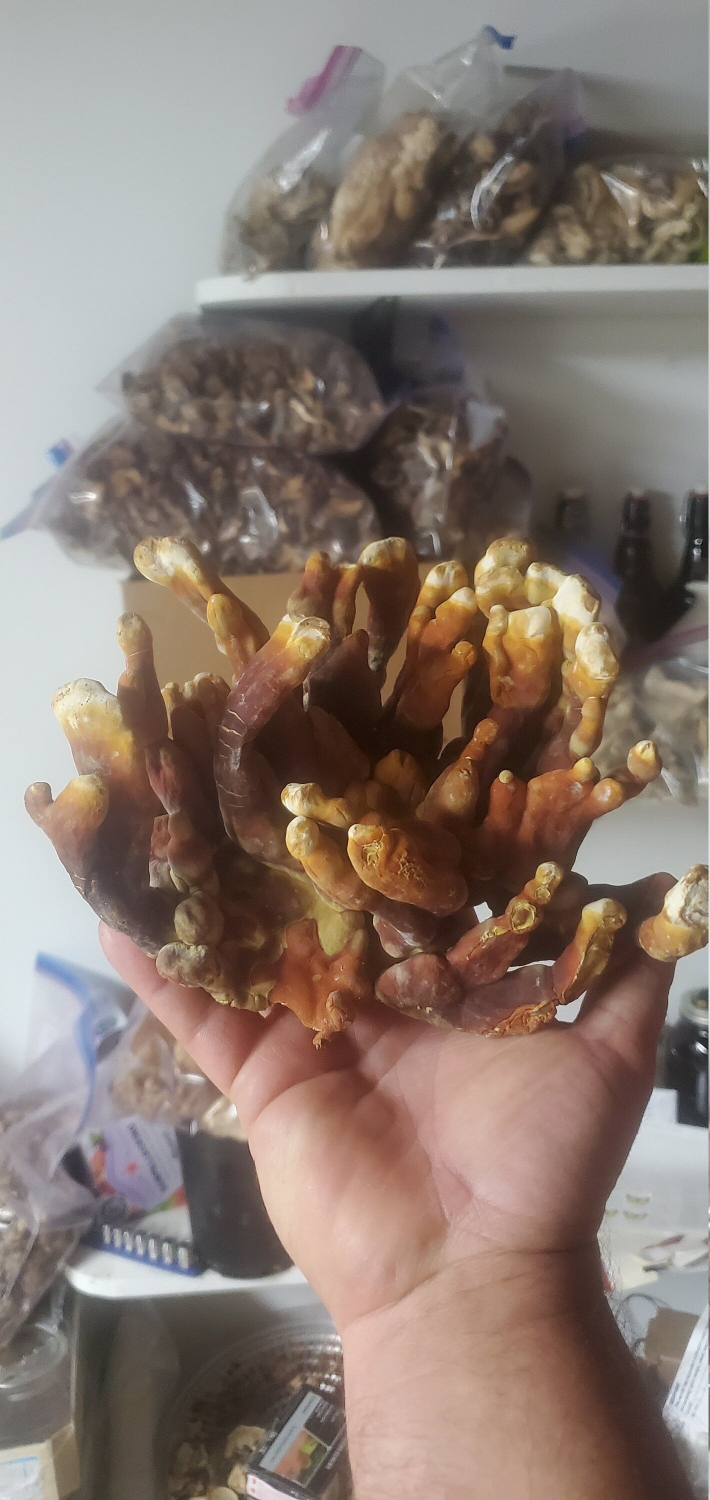 Reishi Mushroom (Ganoderma tsugae and lucidum), Wild Harvested - Dry Sliced