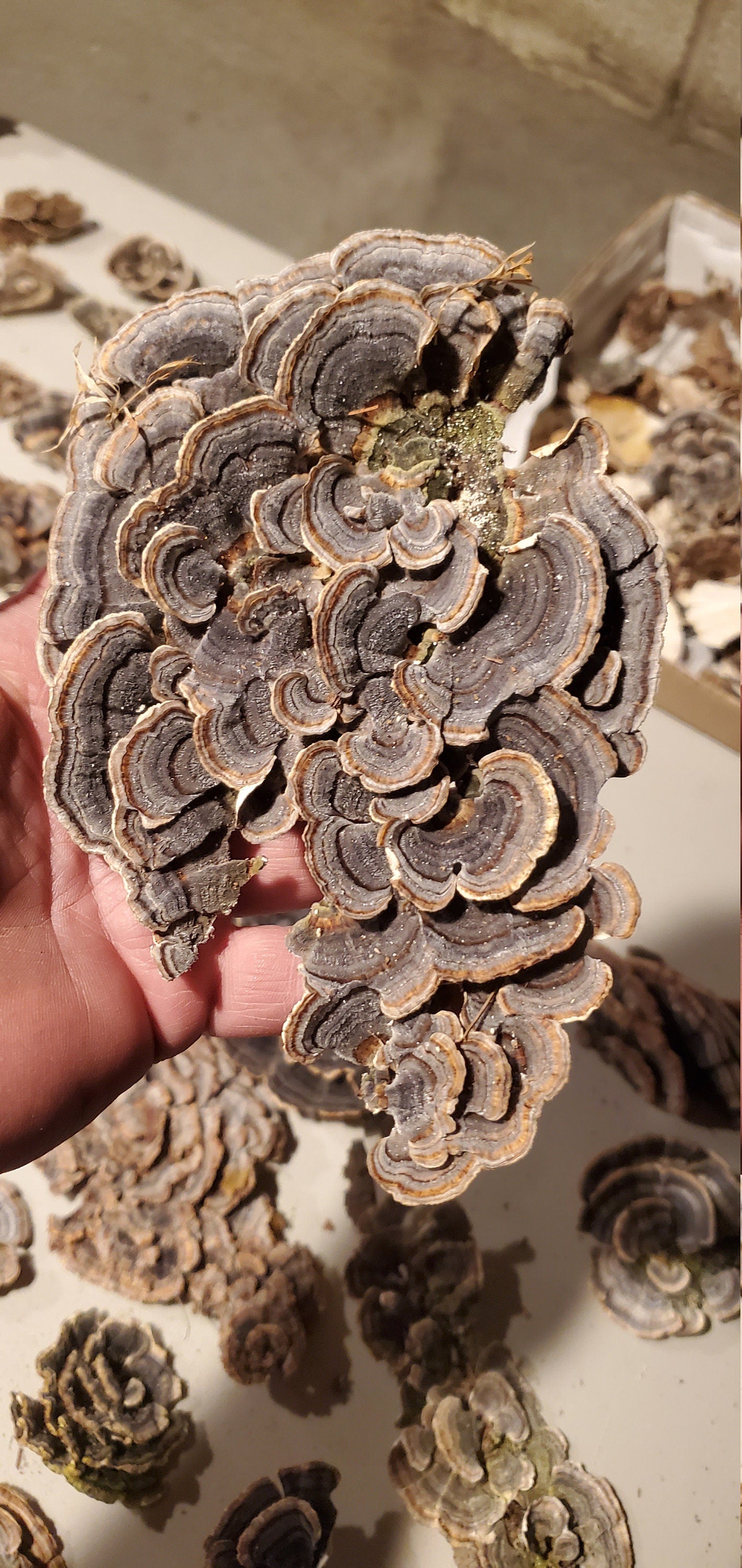 Turkey Tail, Wild Harvested (Trametes versicolor) - Dried Whole