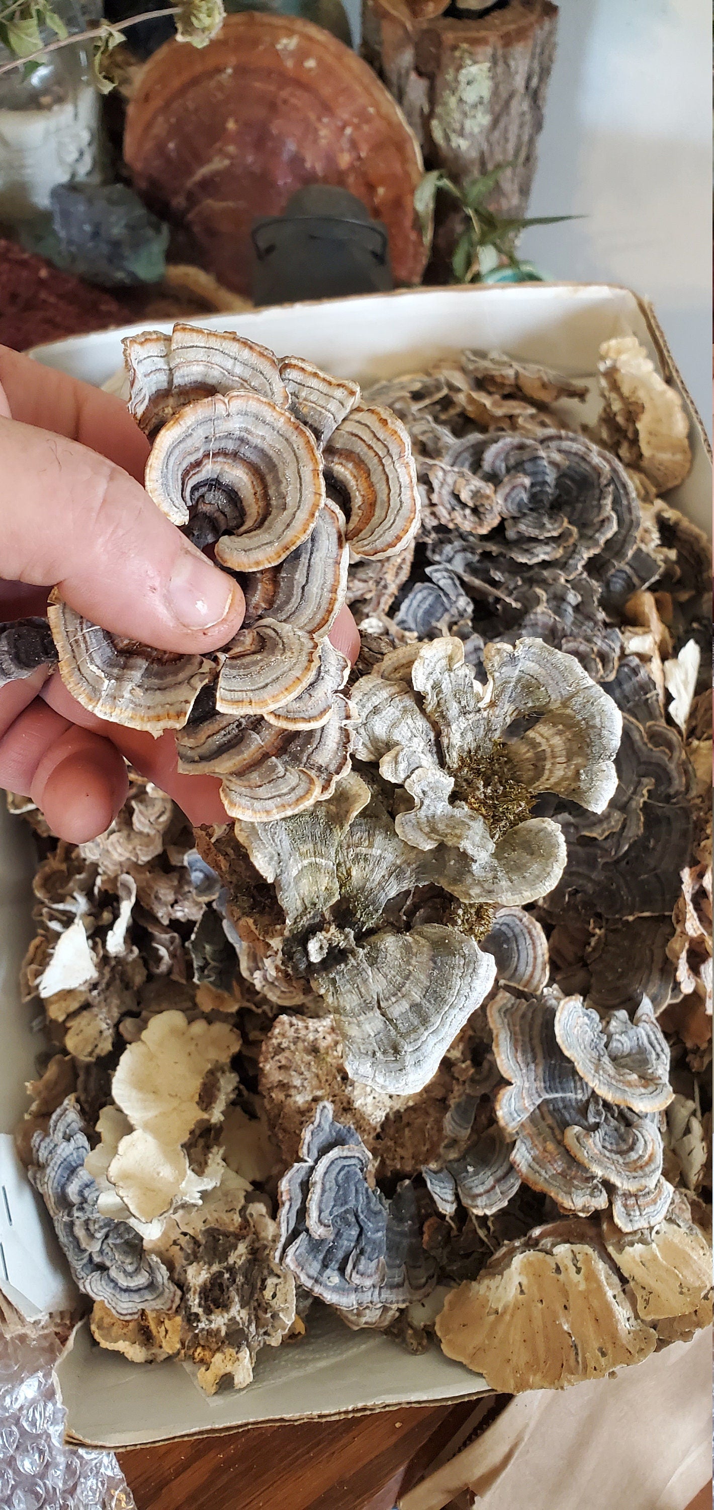 Turkey Tail, Wild Harvested (Trametes versicolor) - Dried Whole