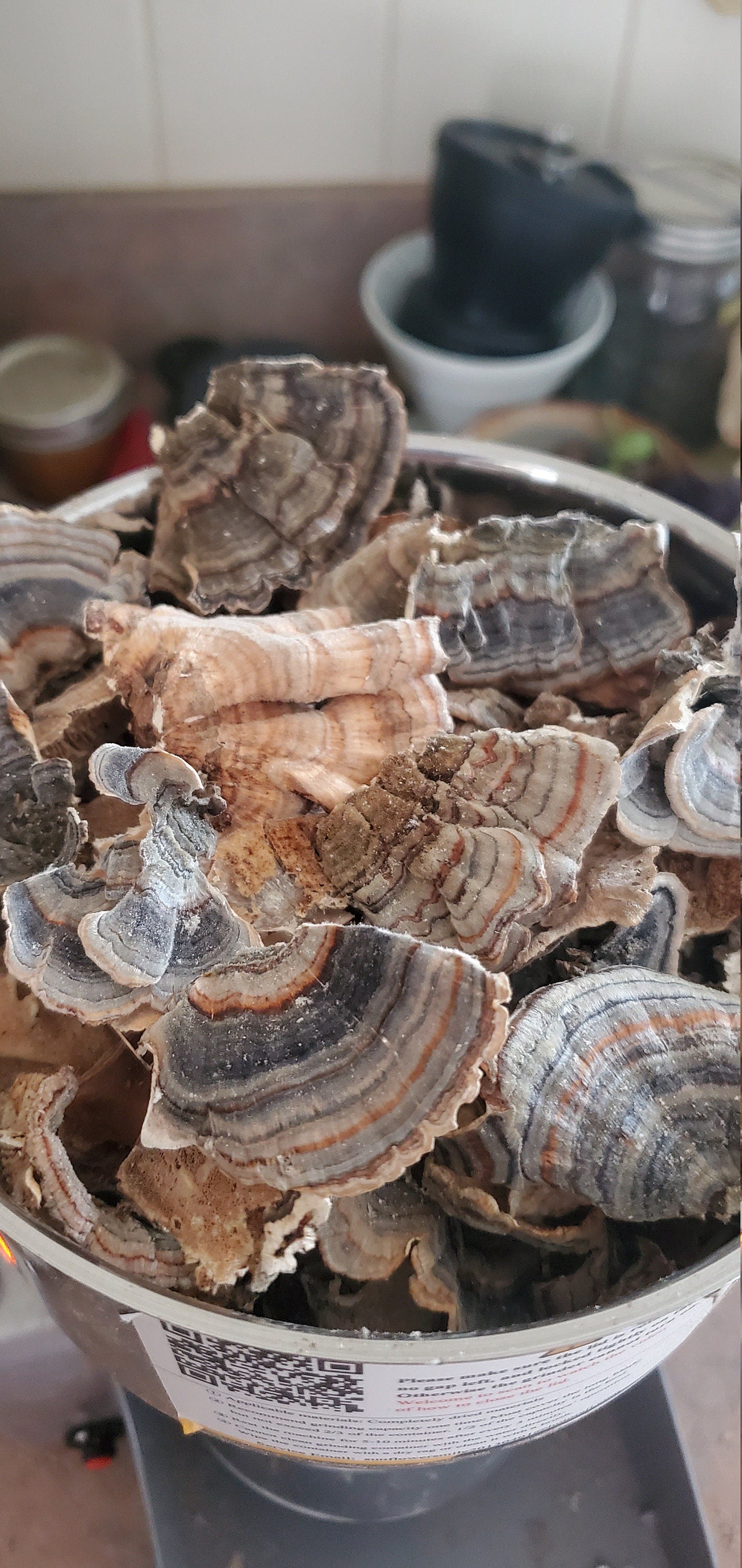 Turkey Tail, Wild Harvested (Trametes versicolor) - Dried Whole