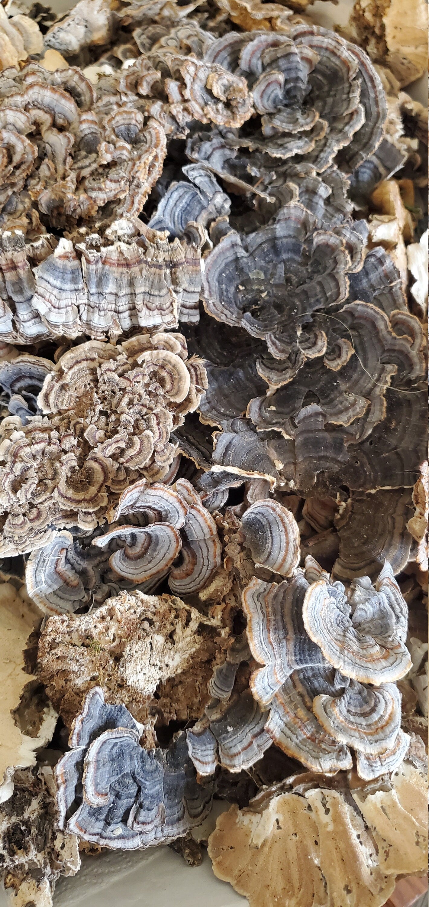 Turkey Tail, Wild Harvested (Trametes versicolor) - Dried Whole
