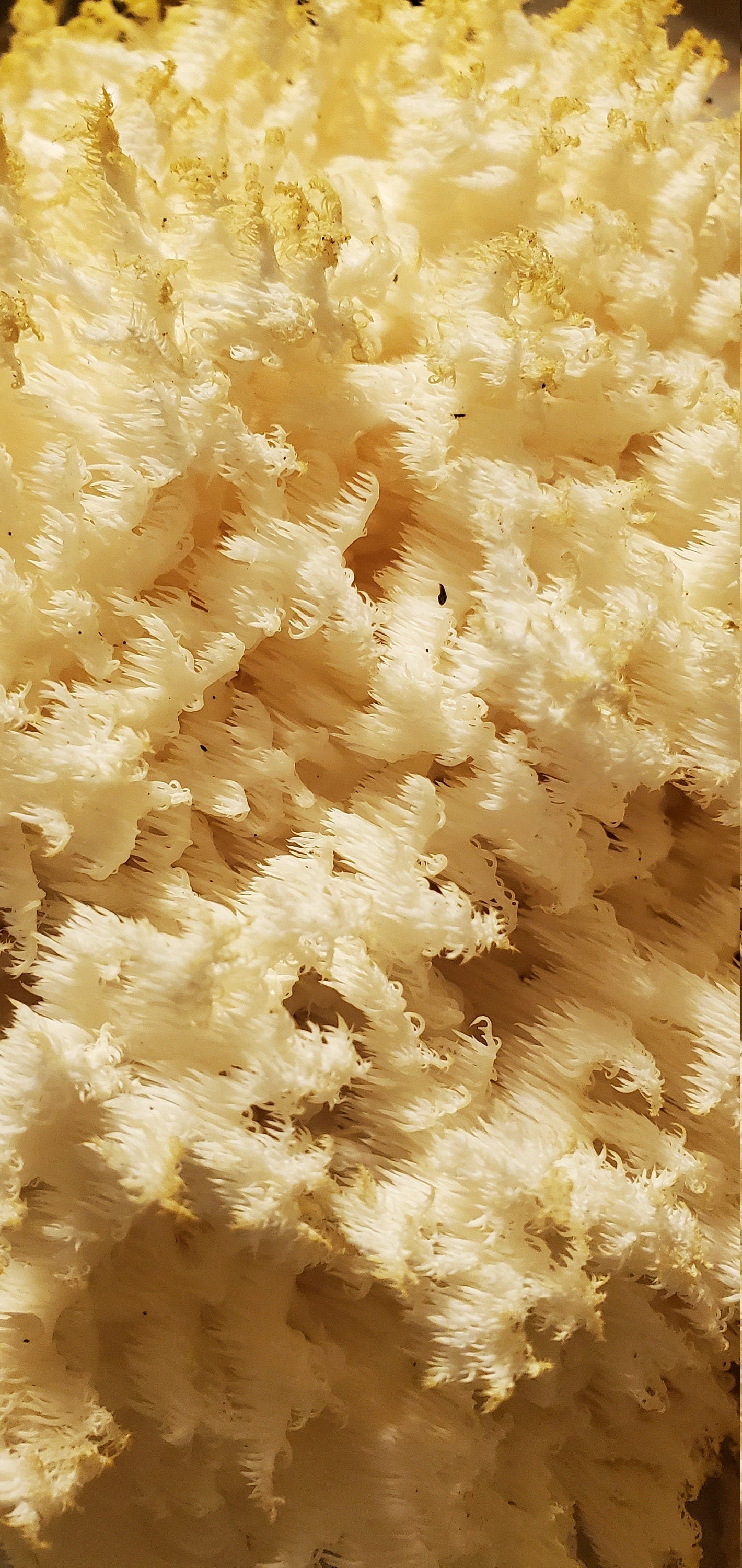 Lions Mane, Wild Harvested (Hericium erinaceus americanum) - Dried Powder