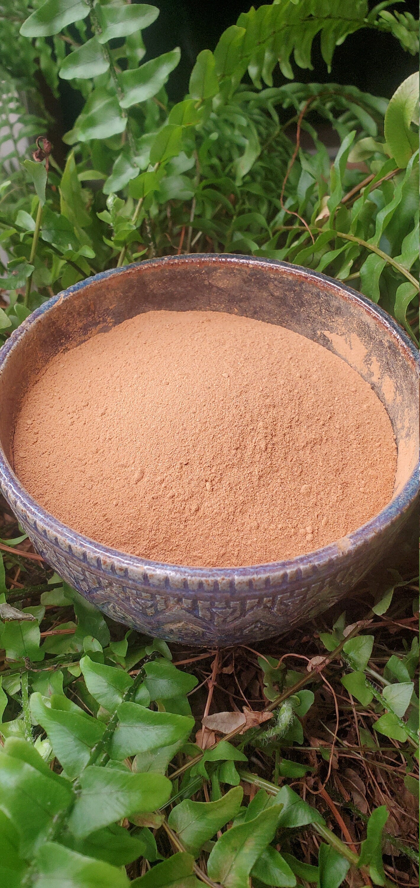 Cordyceps Mushroom (Cordyceps militaris) - Dried Powder