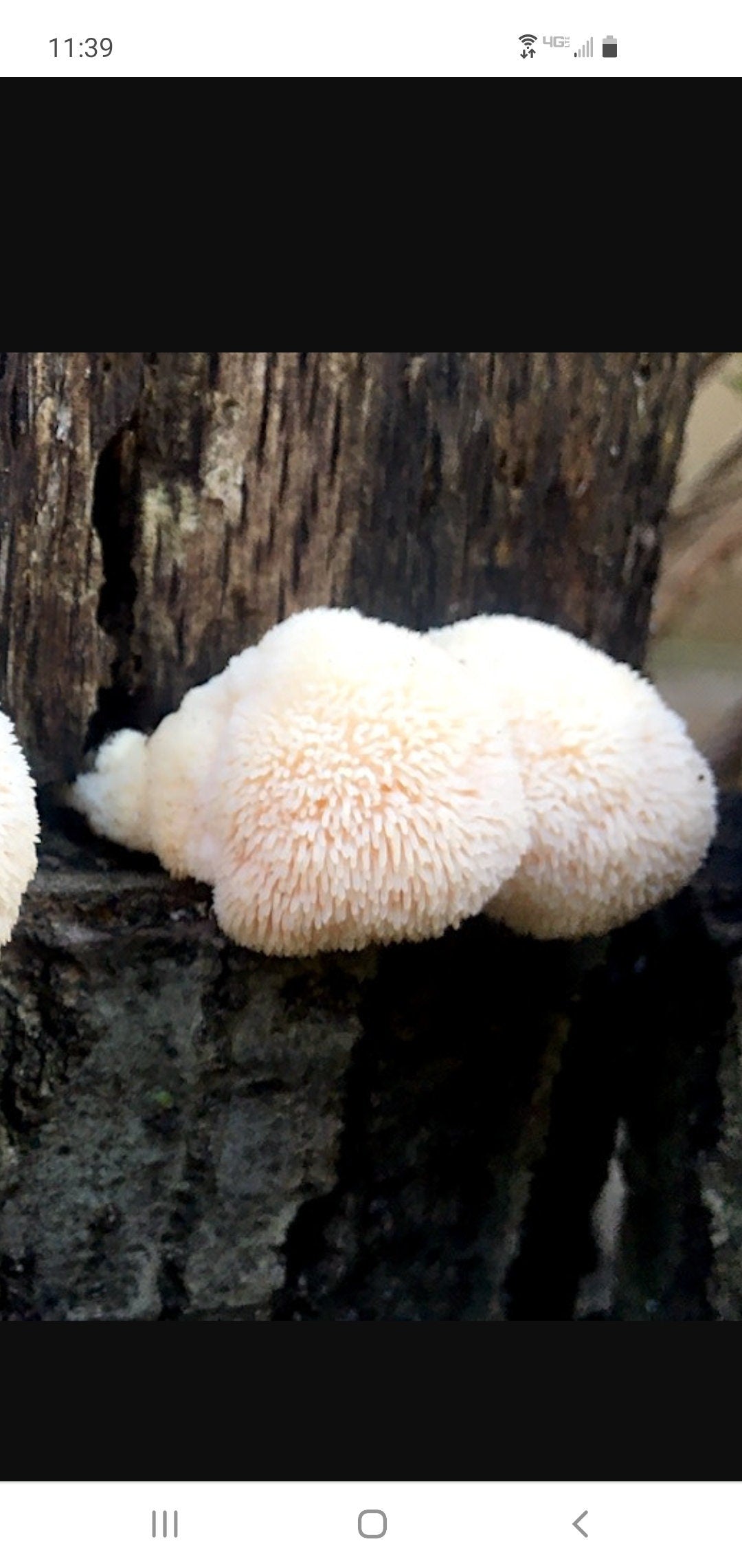 Lions Mane, Wild Harvested (Hericium erinaceus americanum) - Dried Powder