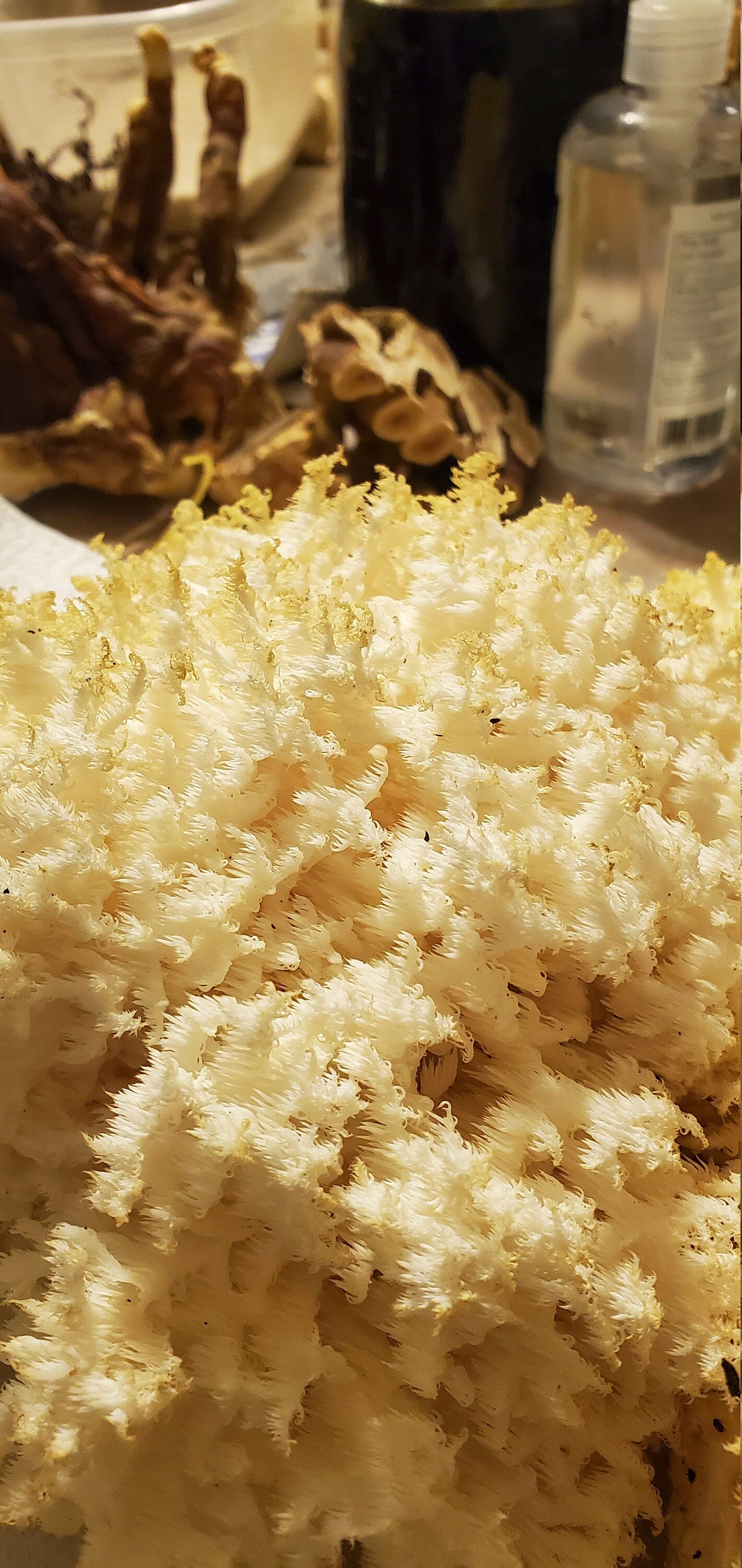 Lions Mane, Wild Harvested (Hericium erinaceus americanum) - Dried Powder