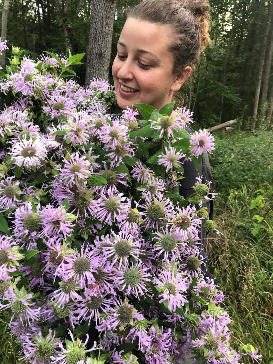 Native Bee Balm (Monarda didyma), Wild Harvested - Dried Flower Tops